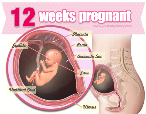 3 dấu hiệu thai 12 tuần khỏe mạnh mẹ nên biết