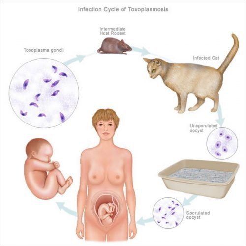 bệnh toxoplasma và những nguy cơ thai lưu cho mẹ bầu