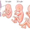Mang thai 3 tháng giữa thai kỳ và những điều mẹ bầu cần biết