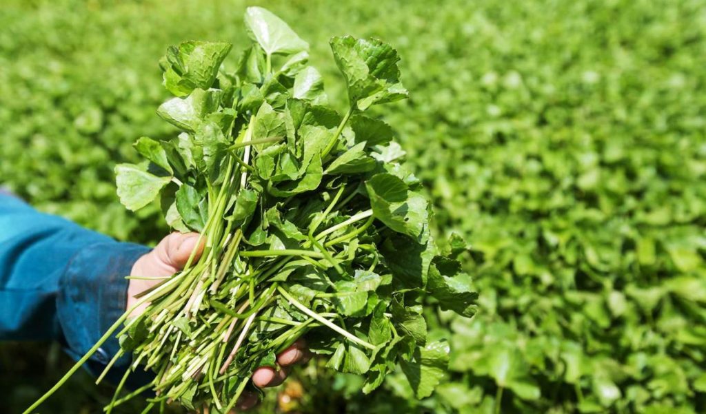 BẦU 3 THÁNG GIỮA ĂN GIÁ ĐỖ ĐƯỢC KHÔNG