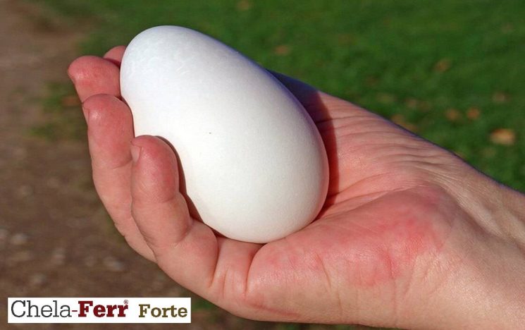 Bà bầu ăn trứng ngỗng hay trứng gà tốt hơn?