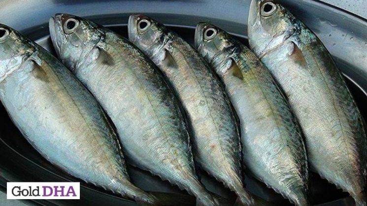 Bầu ăn cá bạc má được không?
